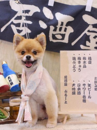 20240608たぬきちくん